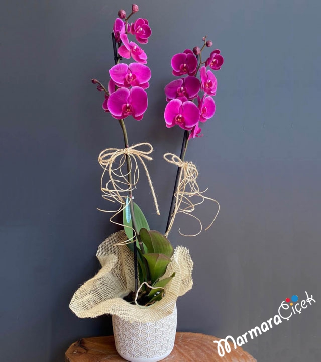 Fuchsia Orchid in Ceramics