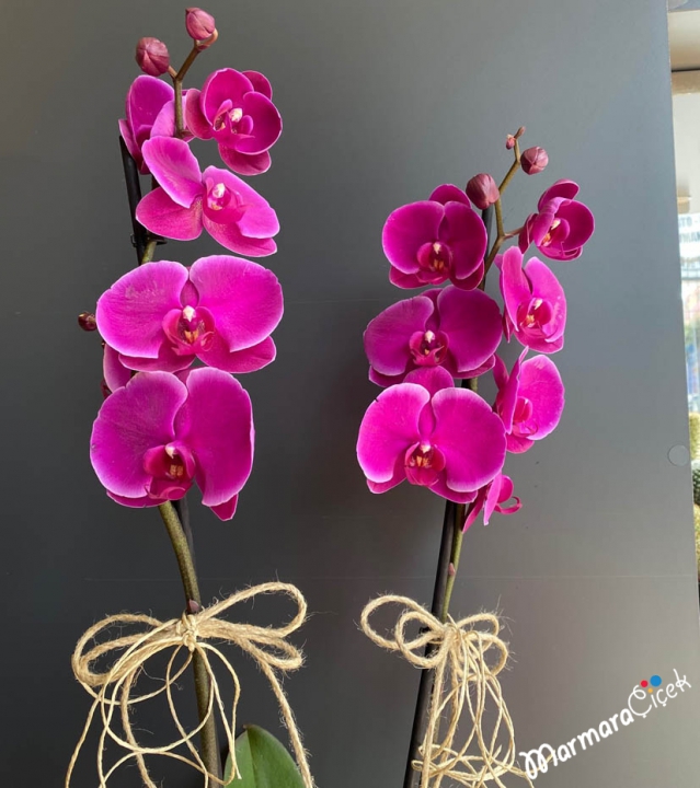 Fuchsia Orchid in Ceramics