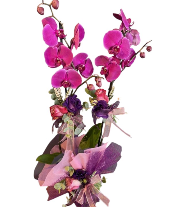 Fuşya Süslü Orkide