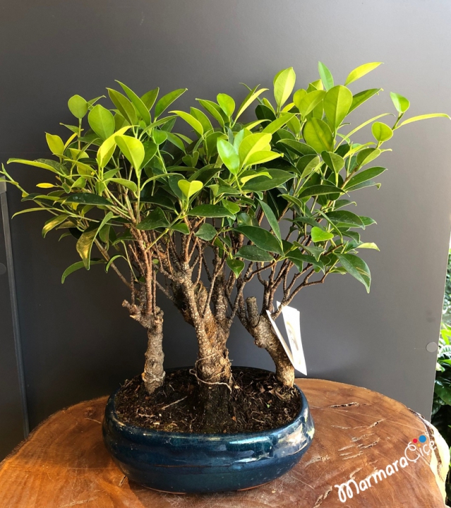 Ginseng Bonsai