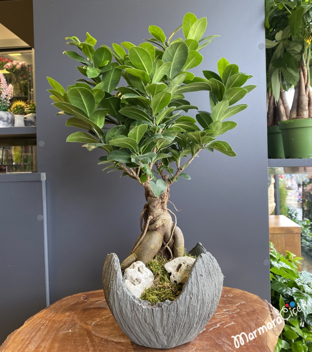 Ginseng Bonsai, Bonsai, Bonsai Bitkisi, Bonsai Çiçeği