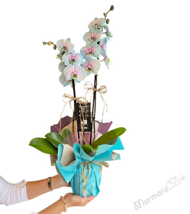 Gökkuşağı Mavi Orkide