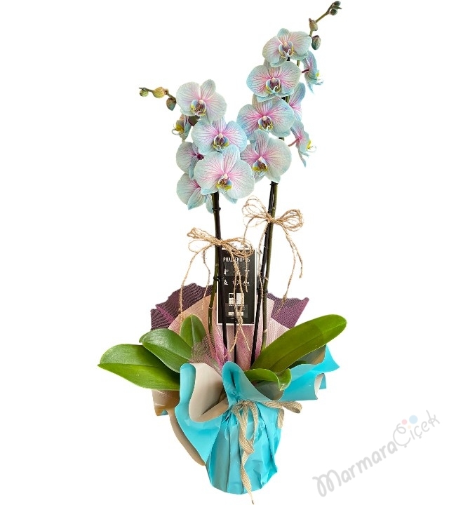 Gökkuşağı Mavi Orkide