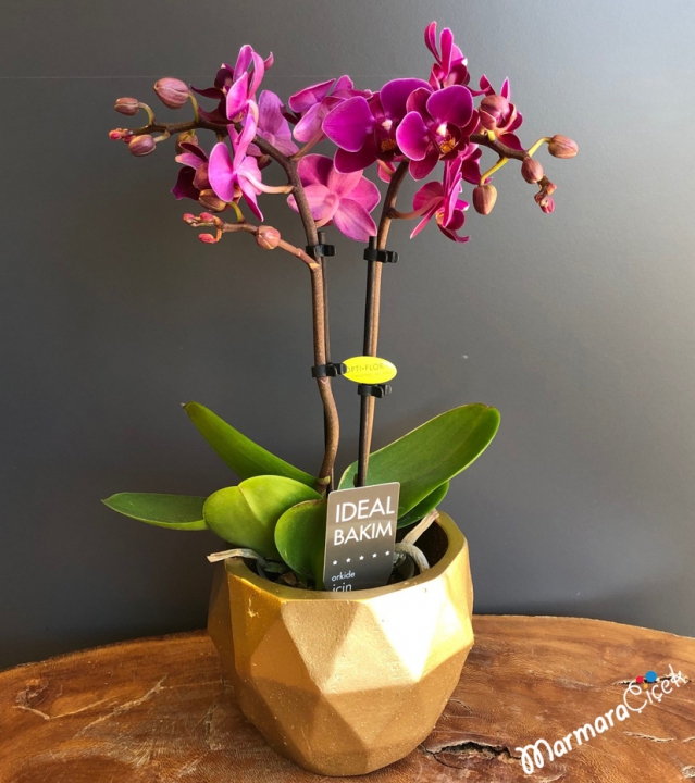 Gold Saksıda Mini Orkide