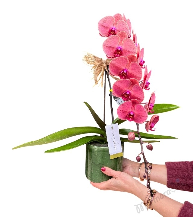 Gül Kurusu Şelale Orkide 