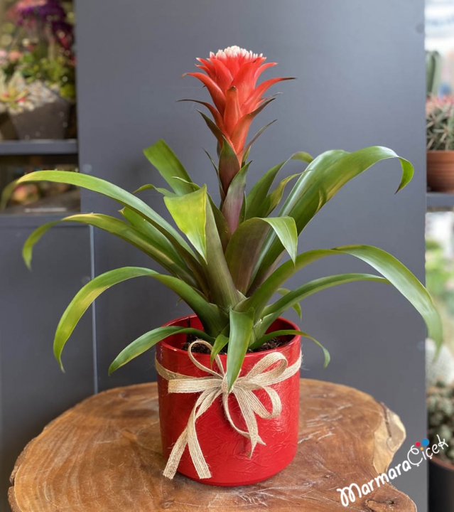 Guzmania Flower