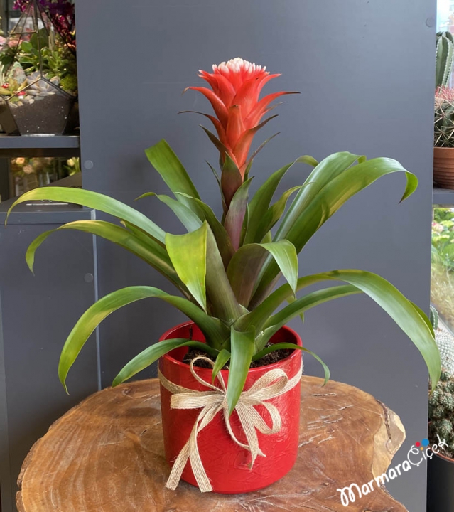 Guzmania Flower