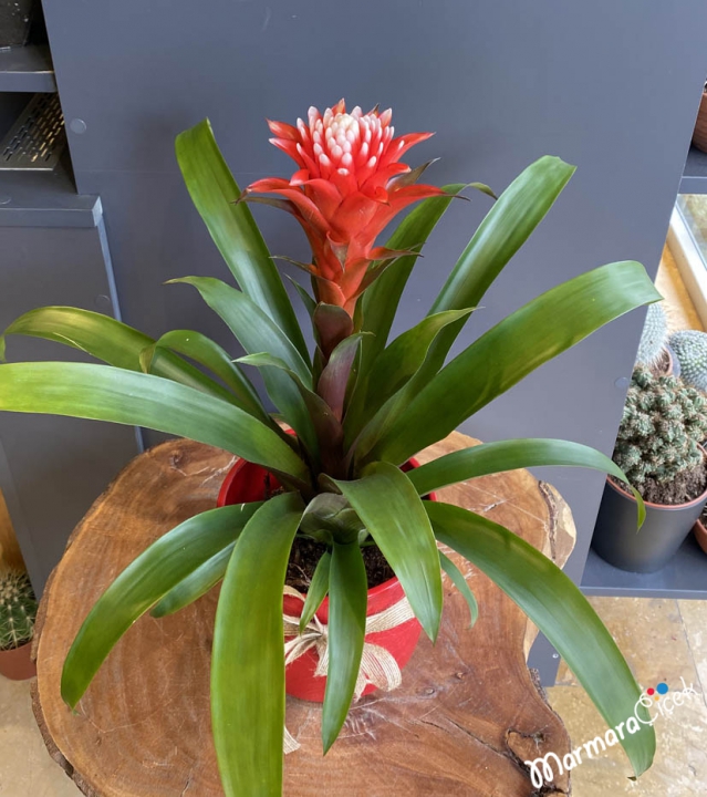 Guzmania Flower