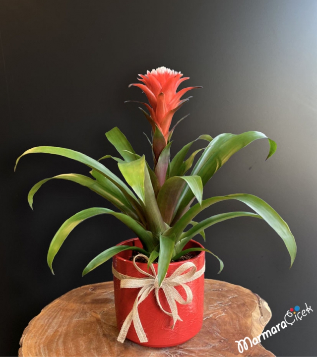 Guzmania Flower