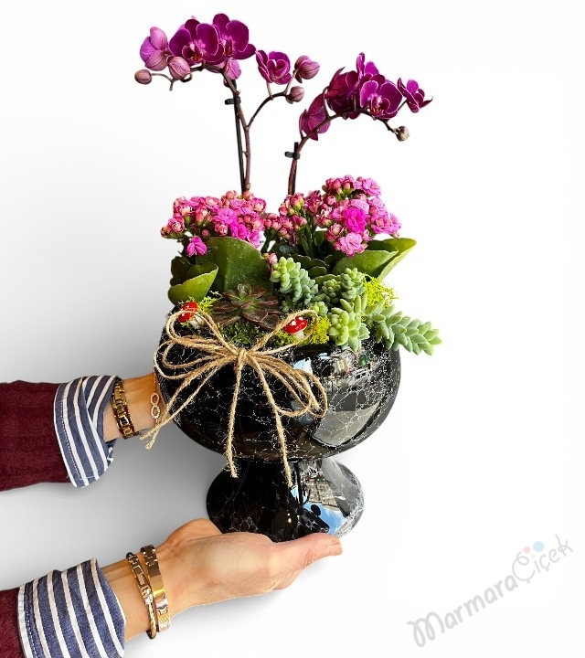 Mor Orkide ve Kalanchoe