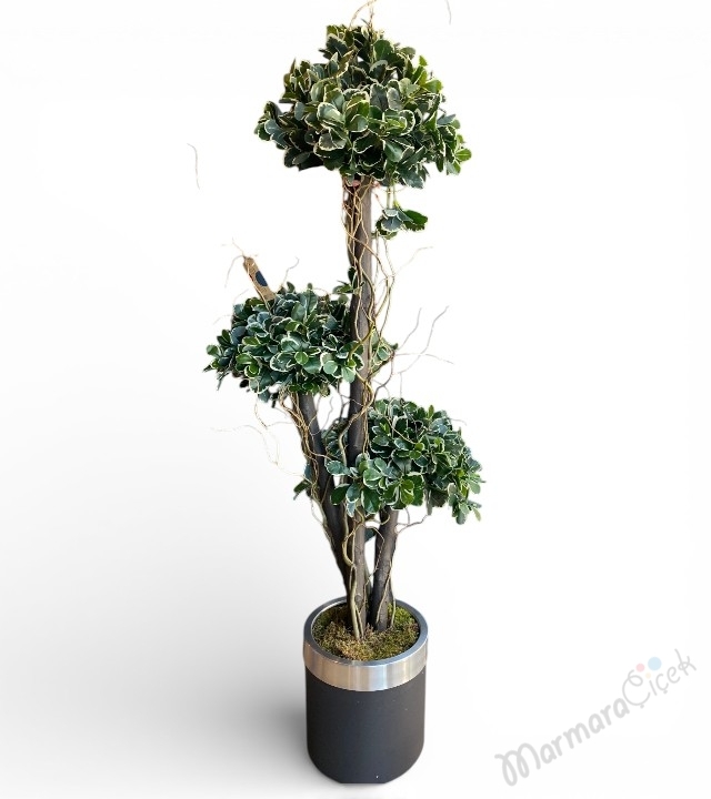 Pittosporum 3’lü Bonsai Yapay Saksı Çiçeği