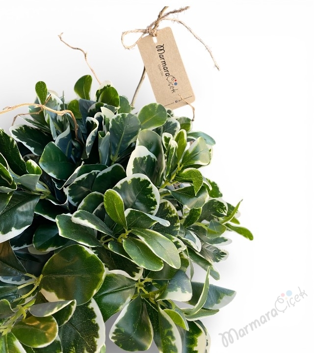 Pittosporum 3’lü Bonsai Yapay Saksı Çiçeği