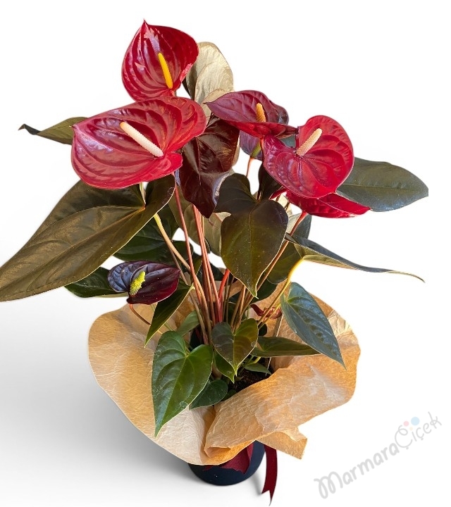 Scarlet Antoryum Saksı Çiçeği