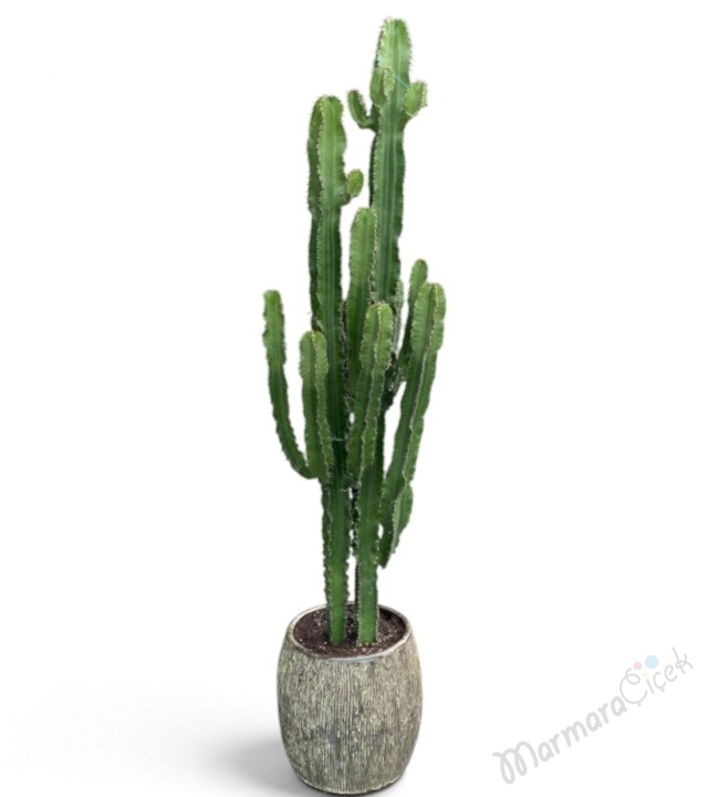 Büyük Boy Kaktüs (Euphorbia Ingens / Kovboy Kaktüsü) 
