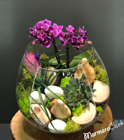 Kadehte Mini Orkideler
