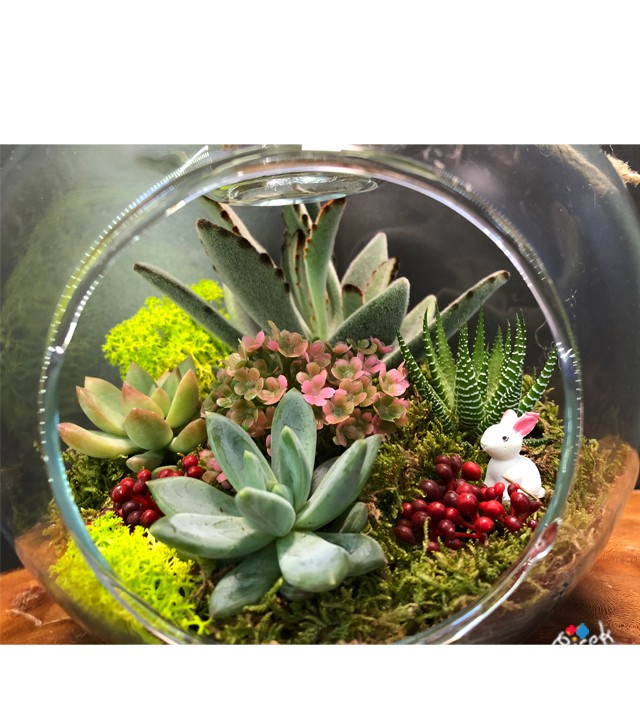 Succulents in the Apple Terrarium