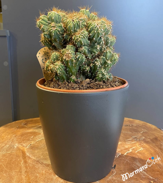 Cactus Plant