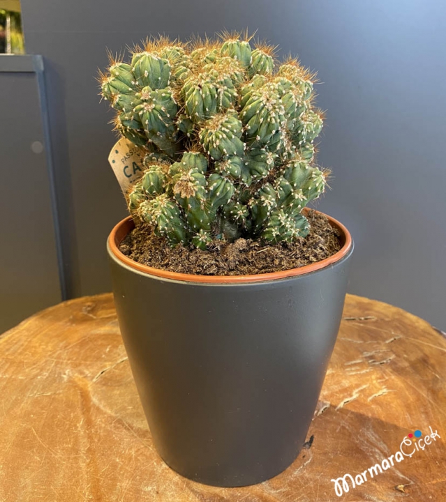 Cactus Plant