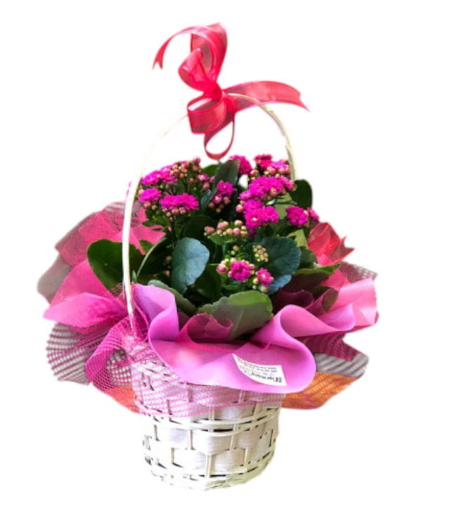 Sepette Fuşya Kalandiva