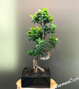 Kare Seramikte Bonsai