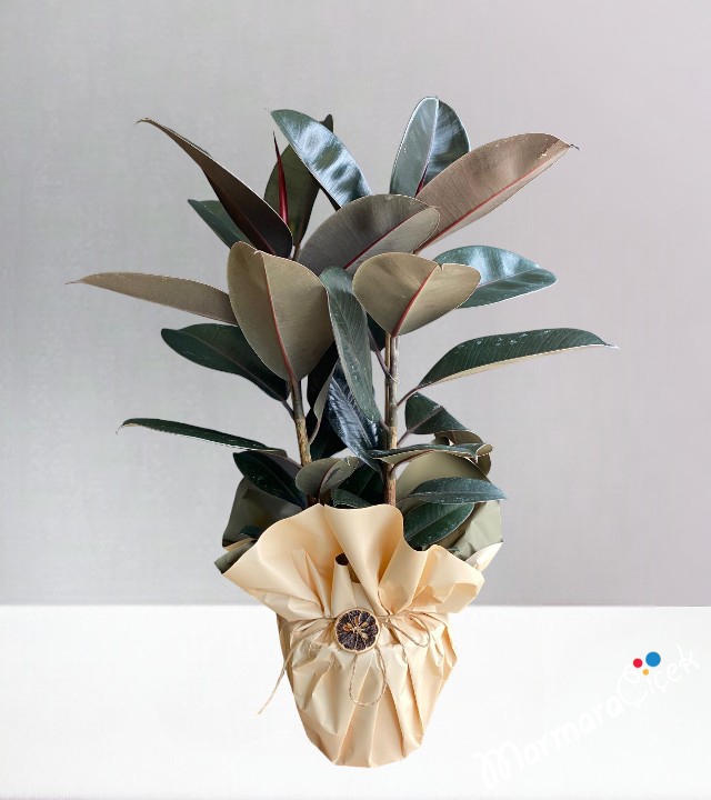 Kauçuk Ficus Elastica