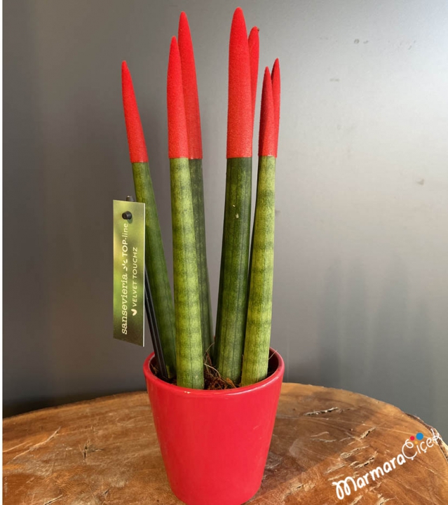 Kırmızı Sansevieria