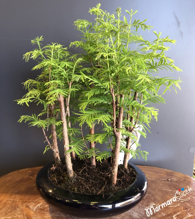 Bambu Bonsai