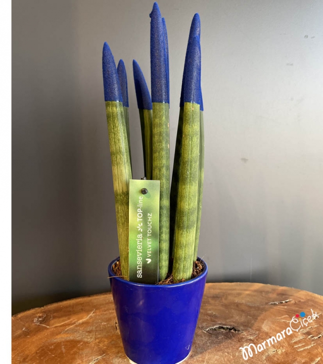 Lacivert Sansevieria