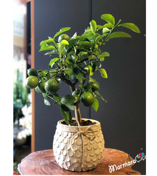 Seramikte Bonsai Limon Bitkisi