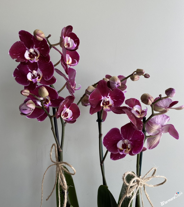 Phalaenopsis Magdalena Orkide