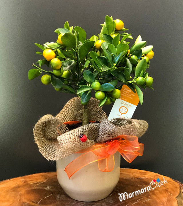 Mandalina Meyve Çiçeği