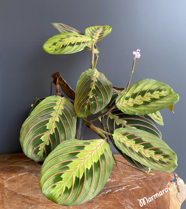 Maranta Leuconeura Dua Çiçeği