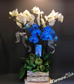 Mavi Beyaz Orkide Tanzimi 