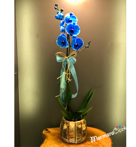 Mavi Orkide 