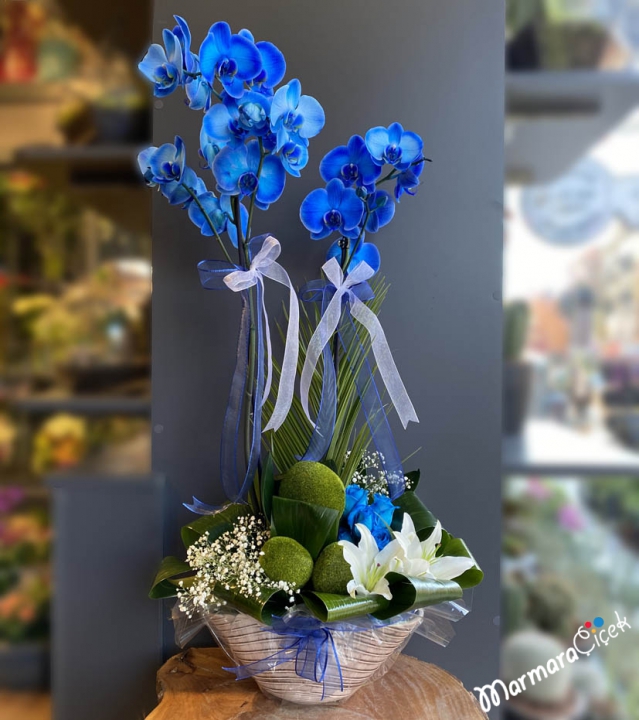 Mavi Orkide Aranjman