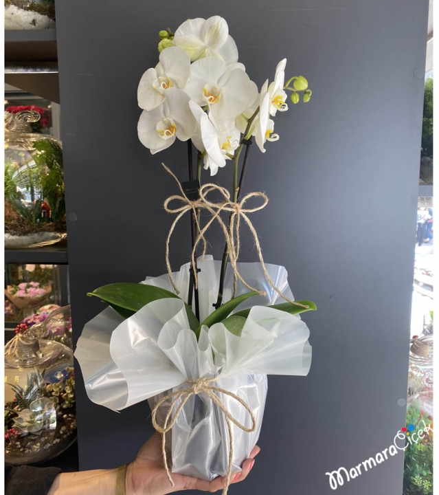 Midi Beyaz Çiftli Orkide