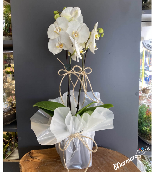Midi Beyaz Çiftli Orkide