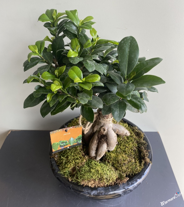 Bodur Ficus Bonsai Bitkisi