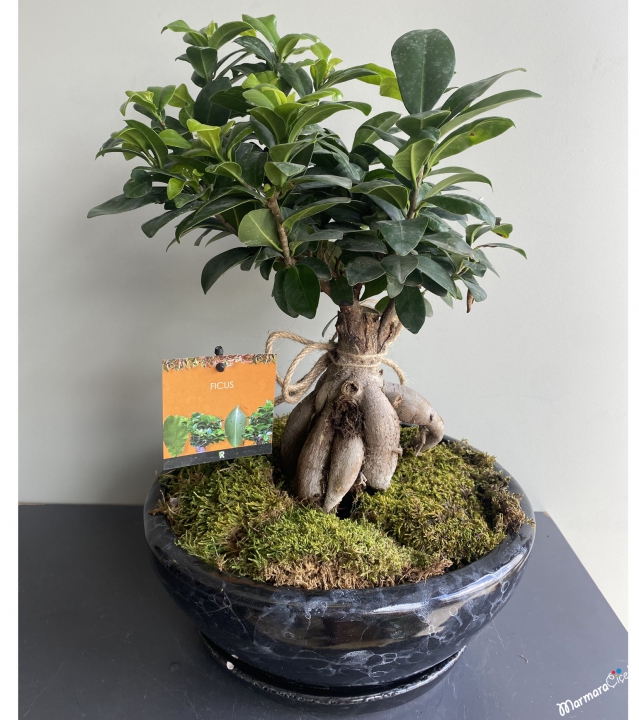 Bodur Ficus Bonsai Bitkisi