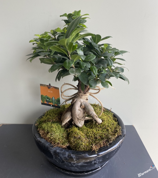 Bodur Ficus Bonsai Bitkisi