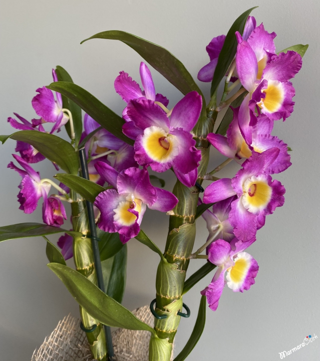 Midi Boy Fuşya Dendrobium Orkide