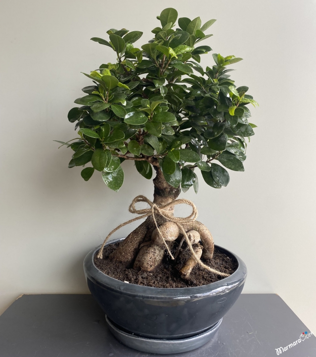 Midi Boy Ficus Bonsai 