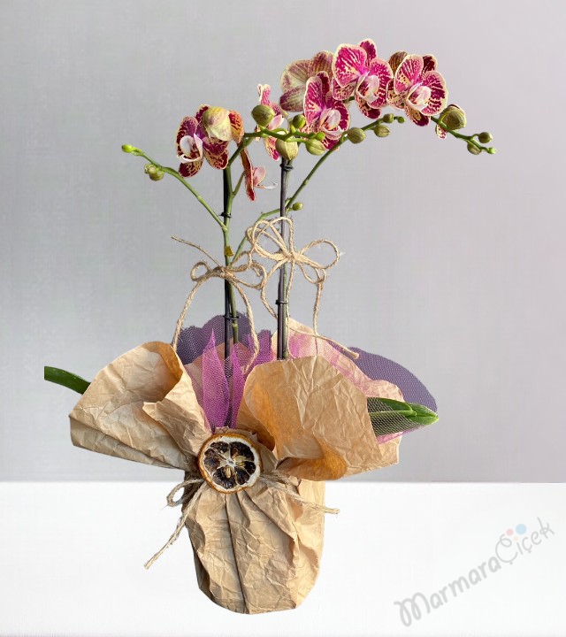 Midi Kırçıllı Orkide