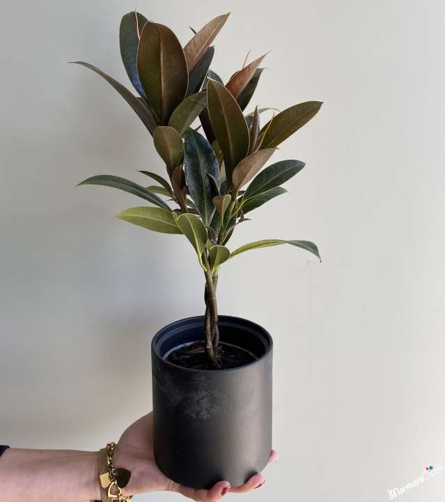 Mini Boy Ficus Elastica Kauçuk