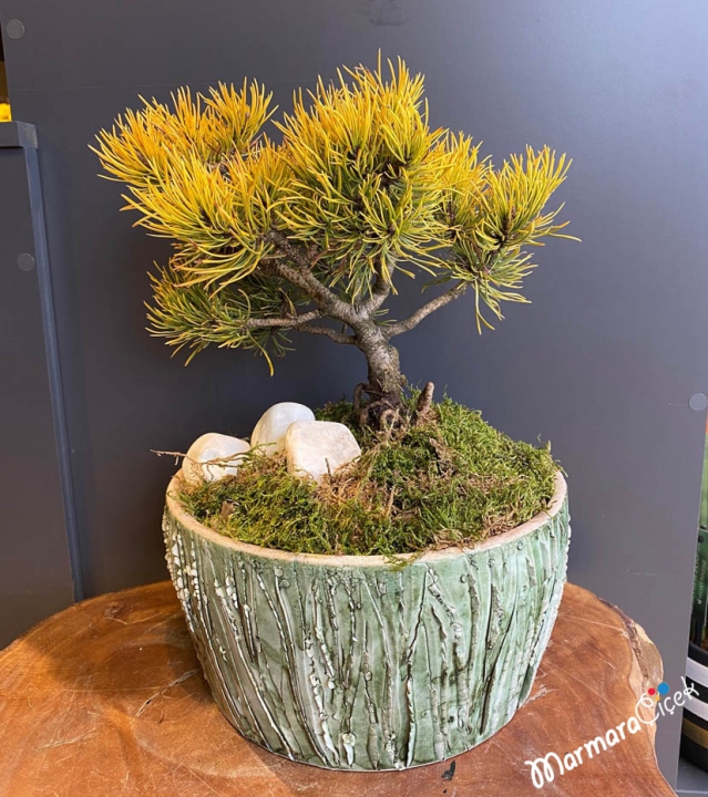 Pinus Wintergold Bonsai