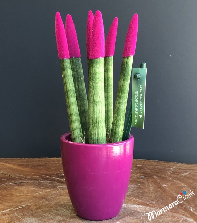 Mini Fuşya Sansevieria