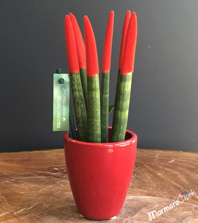 Mini Kırmızı Sansevieria