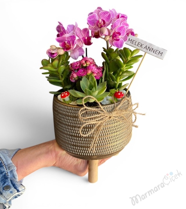 Mini Orchid Garden Saksı Aranjmanı