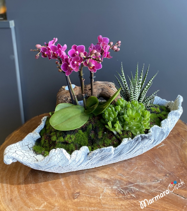 Mini Orkideli Teraryum