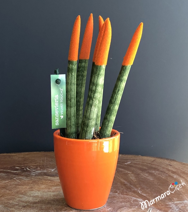 Mini Turuncu Sansevieria